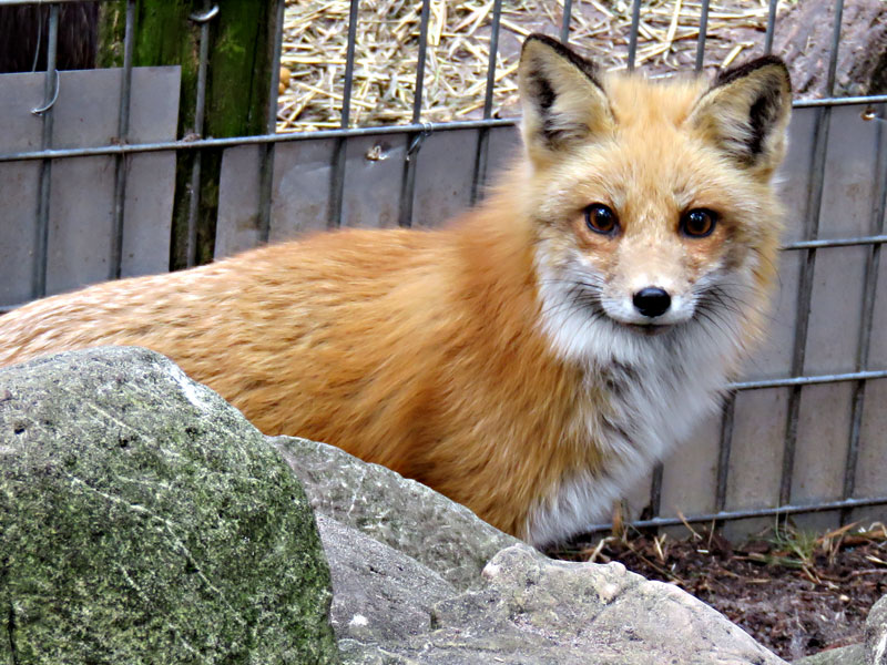 Red Fox at GarLyn Zoo